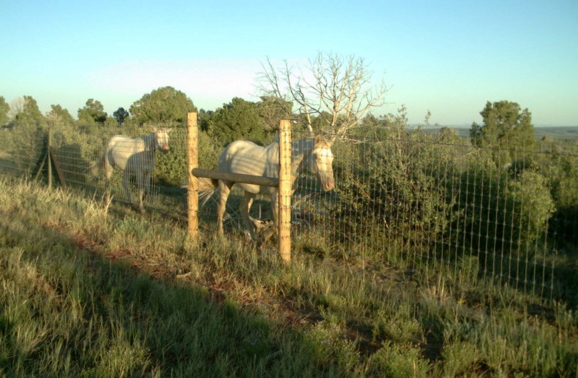 Two white horses walk on the opposite side of a fence in a green landscape