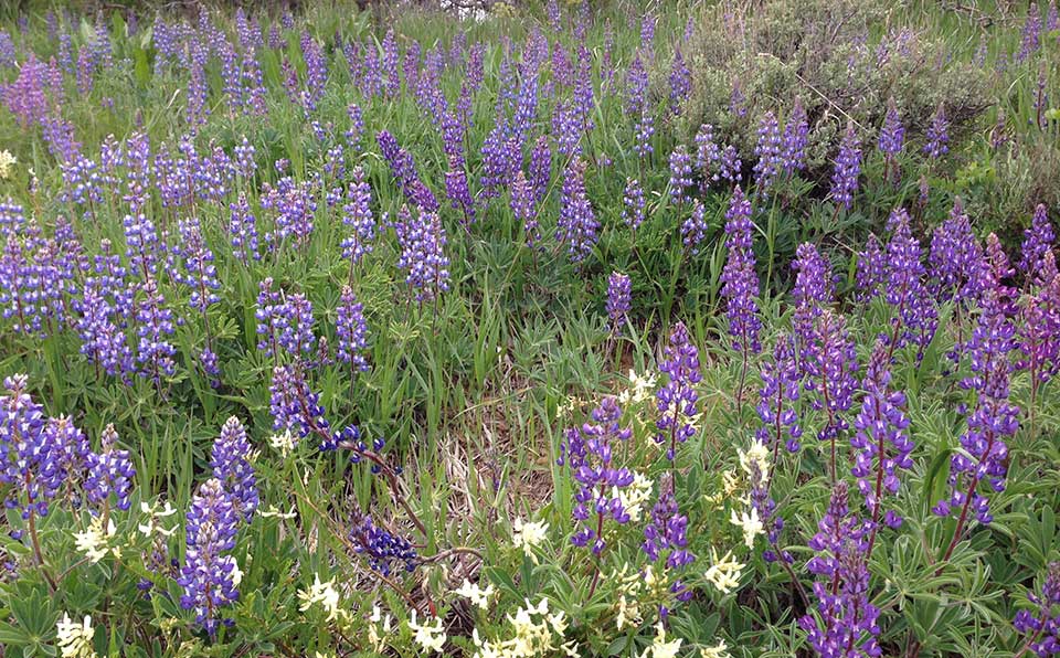Field of purple and white wildflowers