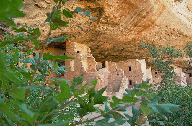 View of Spruce Tree House, a cliffside village of carved sandstone, seen through the trees