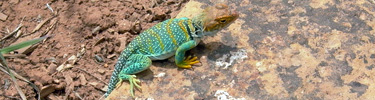Yellow-headed collared lizard