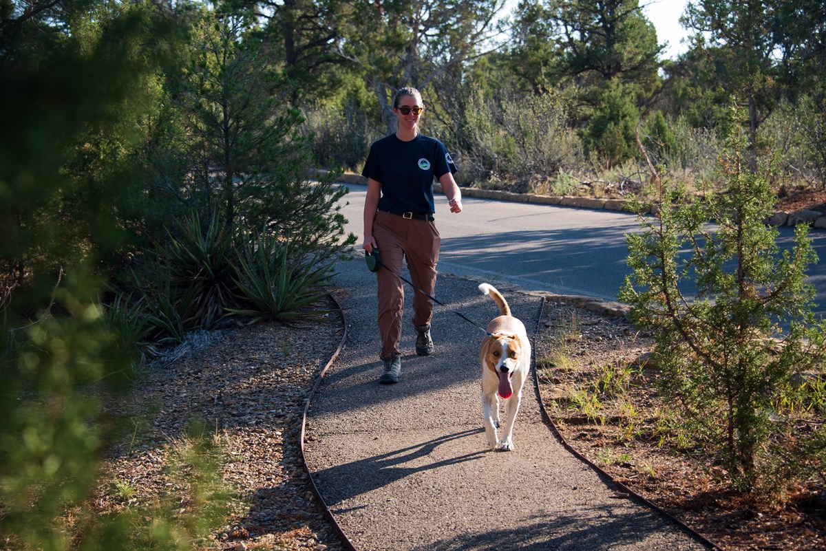 A young woman walks a dog on a leash along a paved trail next to a road in a forest of pinyons, junipers, and yucca