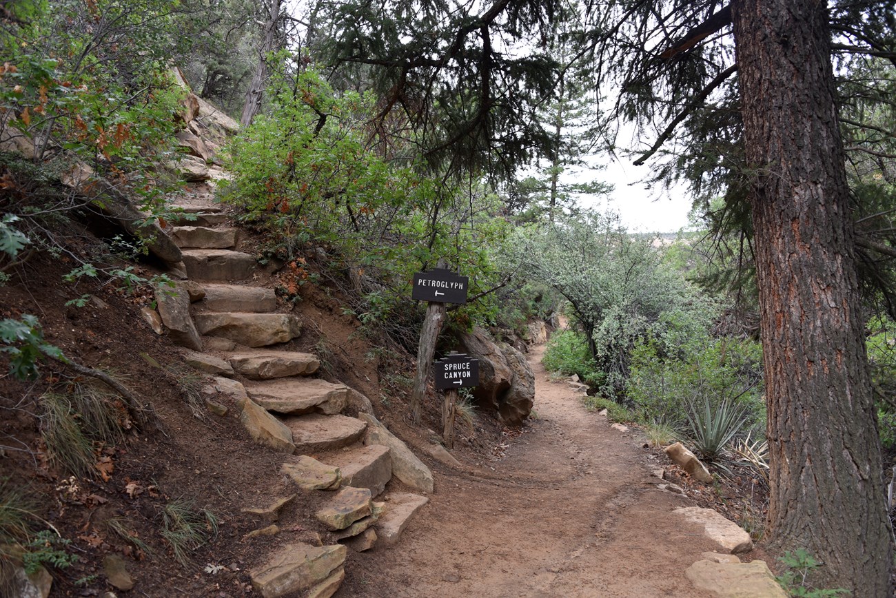 A trail diverges in a canyon bottom, with a path descending to the right while stone steps lead up to the left. In the center wood signs read "Petroglyph" and "Spruce Canyon" with pointing arrows.