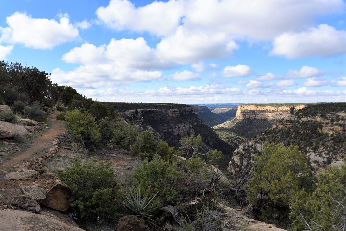 A trail winds along a forested mesa top, with a view down a winding canyon stretching into the distance. Fluffy white clouds fill the sky.
