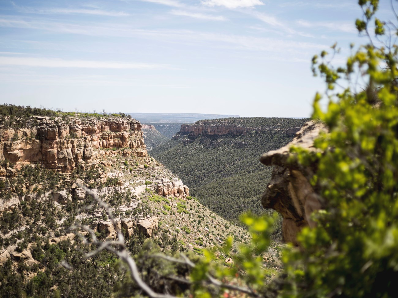 Green foliage blurry in the foreground with a view down a rocky canyon snaking into the distance