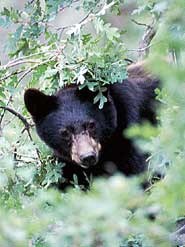 Black bear peeking through branches of a tree