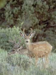 Pair of Mule Deer Pair of Mule Deer