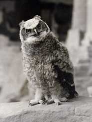 Young great horned owl