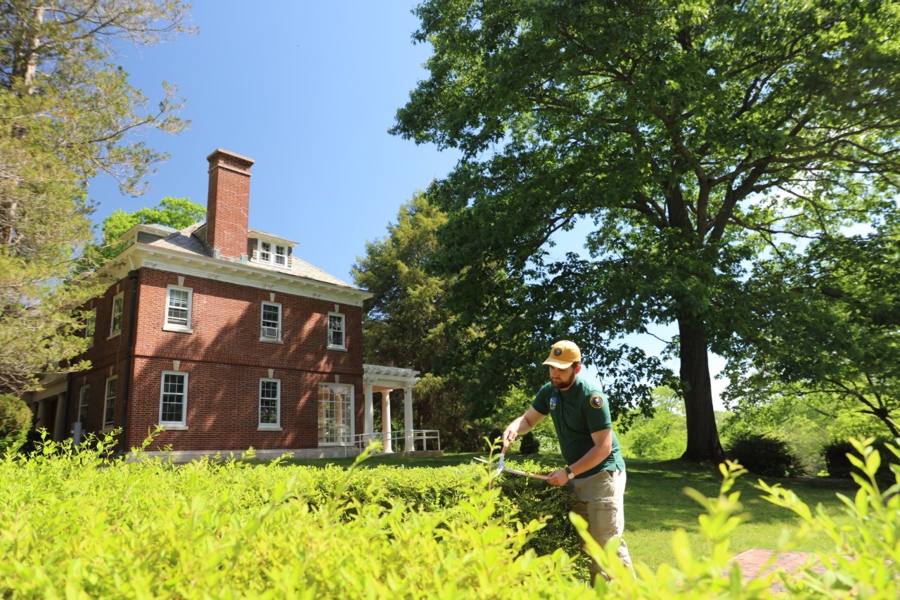 A volunteer in khaki pants, green shirt, and yellow cap using clippers to trim a hedge in front of the North Bridge Visitor Center