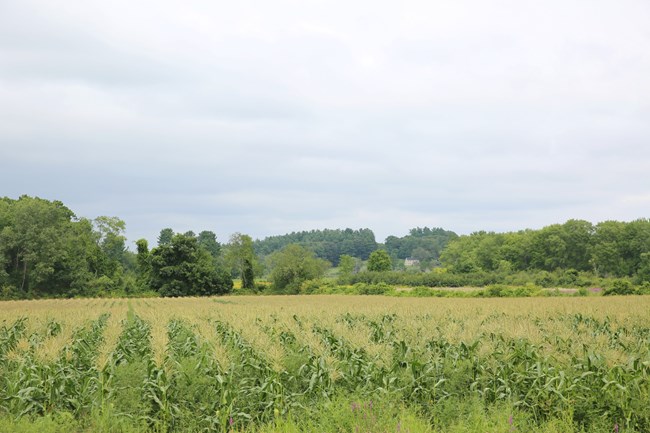 A field of green summer corn in rows. Cloudy skies