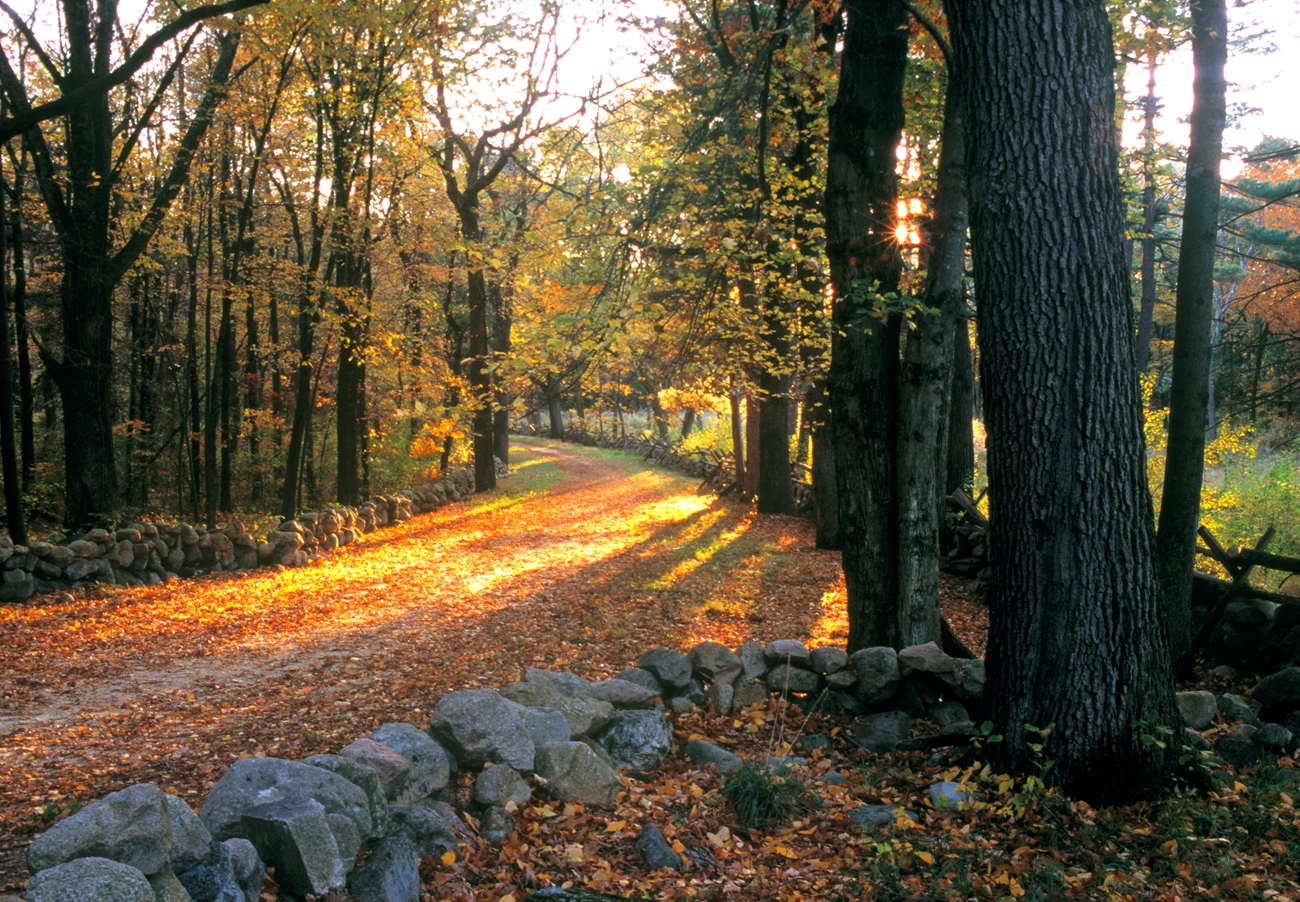 The Battle Road at Elm Brook Hill in Lincoln A historic dirt road sided by stone walls and trees in autumn color
