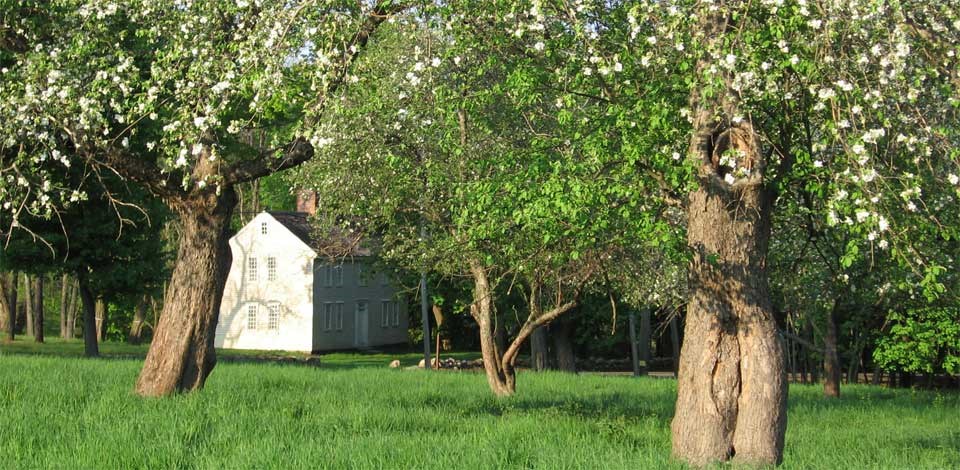 Two story yellow colonial house viewed through blooming apple trees in spring Two story yellow colonial house viewed through blooming apple trees in spring