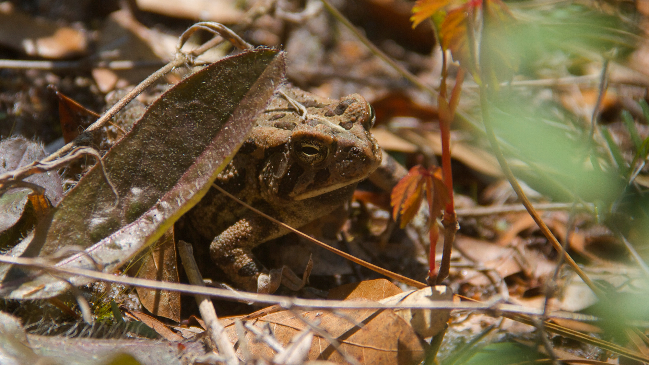 An American Toad sits in among brown leaves.