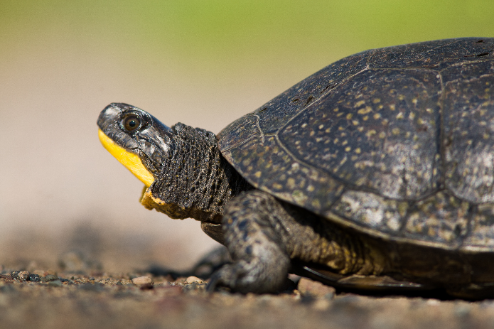 A Blanding’s Turtle stands on a gravel path.