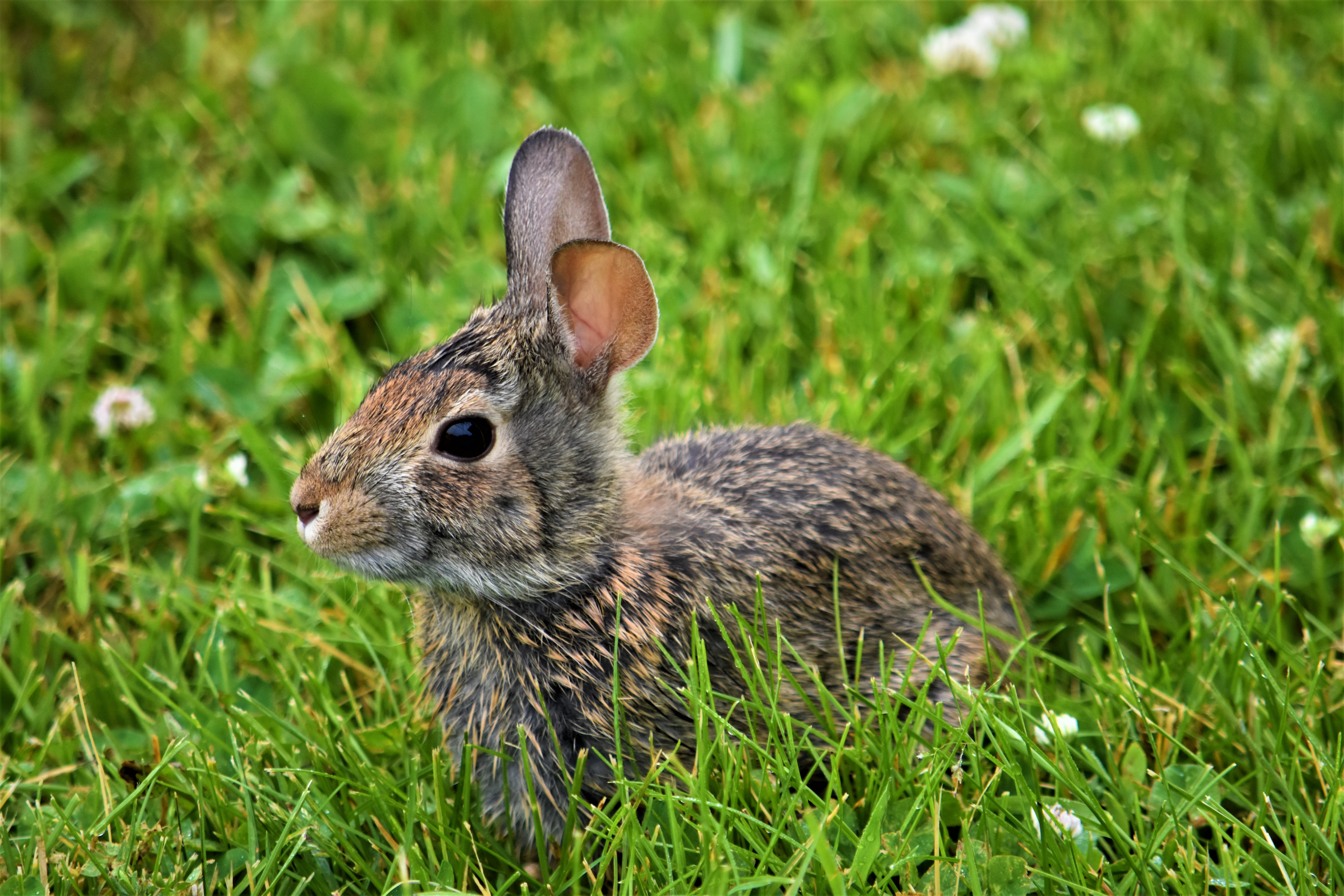 An Eastern Cottontail sits in the grass.