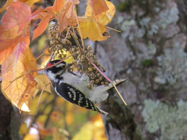 A Downy Woodpecker feeds on seeds while hanging from a tree branch colored by autumn leaves.