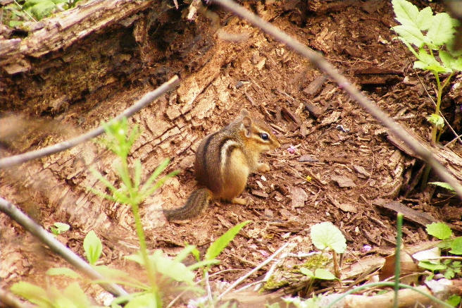 An Eastern Chipmunk sits in wood chips at the base of a tree.