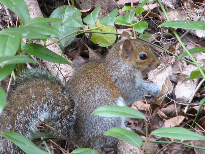 A Gray Squirrel sits among dried leaves and green leafy vines.