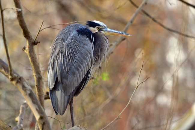 A Great Blue Heron hunches in on itself while perched in a thin tree. The bird’s yellow eye looks directly at the camera.