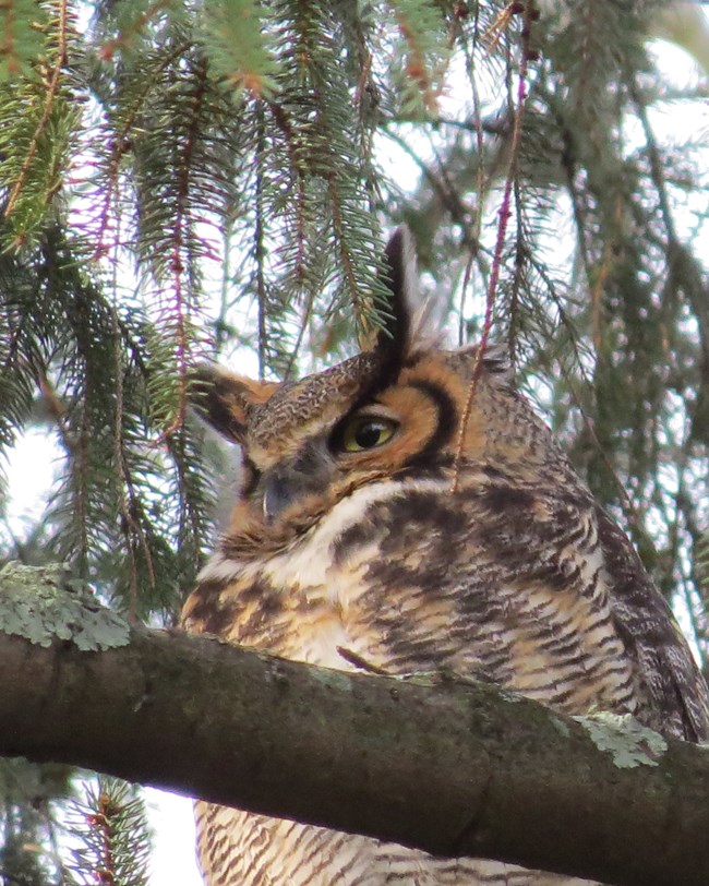 A Great Horned Owl looks down from the branches of a coniferous tree.