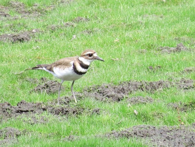 A Killdeer stands in a disturbed grassy field