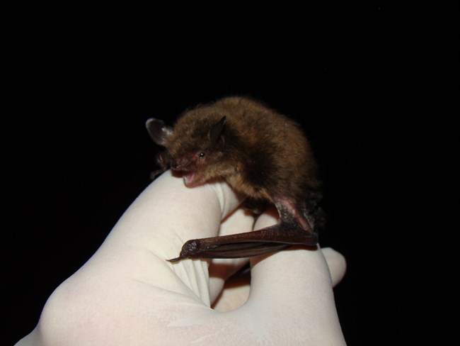 A hand in white gloves gently holds a Little Brown Bat