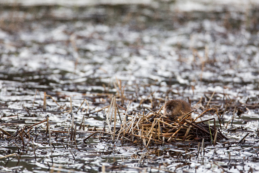 A Muskrat sits atop his lodge in a wetland.