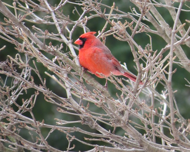 A bright red Cardinal perches in the branches of a leafless tree.