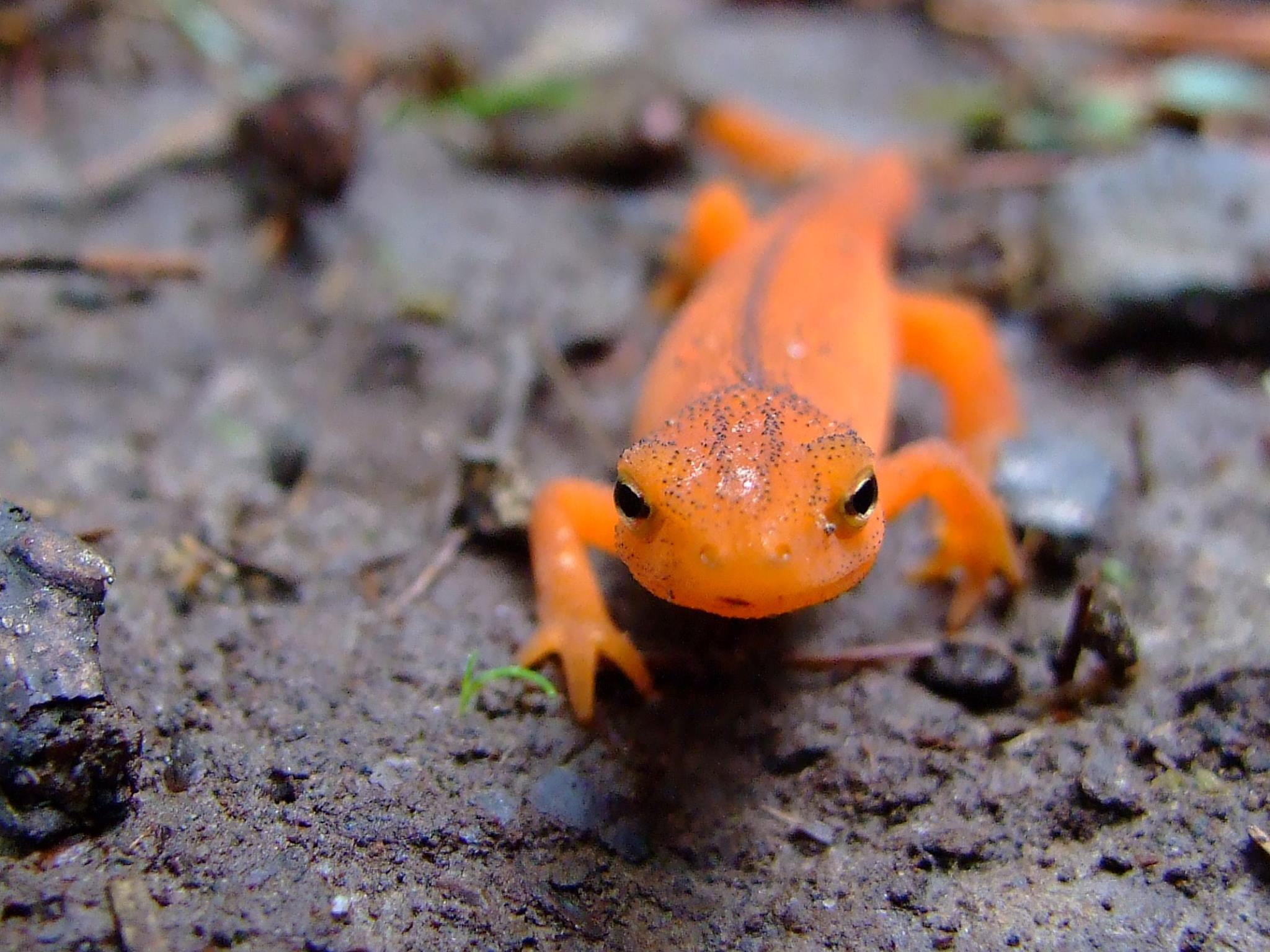Eastern Newt crawls on the forest floor.