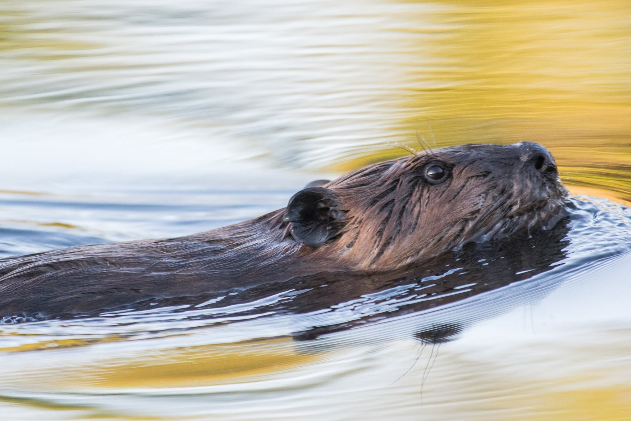 A North American Beaver swims through water.