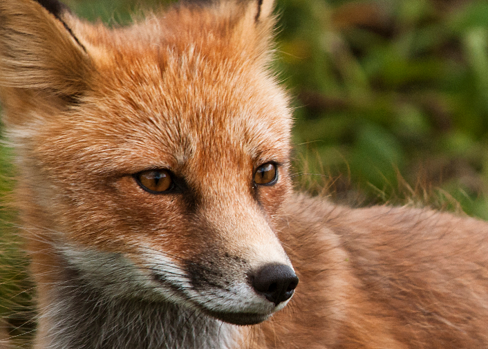 A close-up of a Red Fox face.