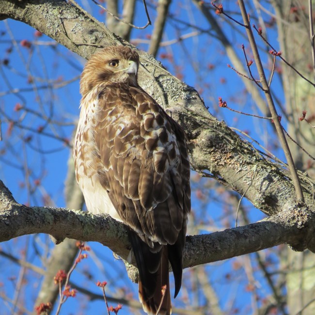 A Red-Tailed Hawk perches in the branches of a budding tree