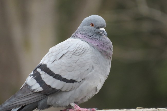 A fluffy Rock Pigeon eyes the camera.