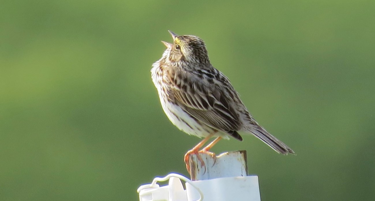 A Savannah Sparrow sits on a branch and sings