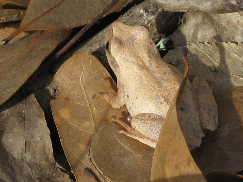 A Spring Peeper sits on brown leaves.