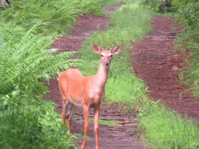 A young White Tail buck stands to the side of a primitive two track road.