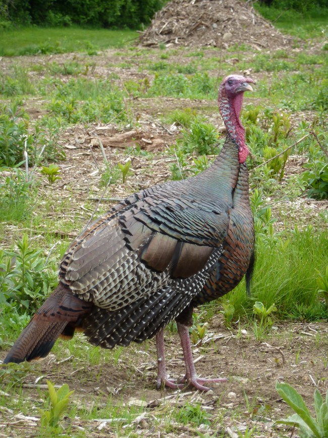 A wild turkey walks through a grassy field.