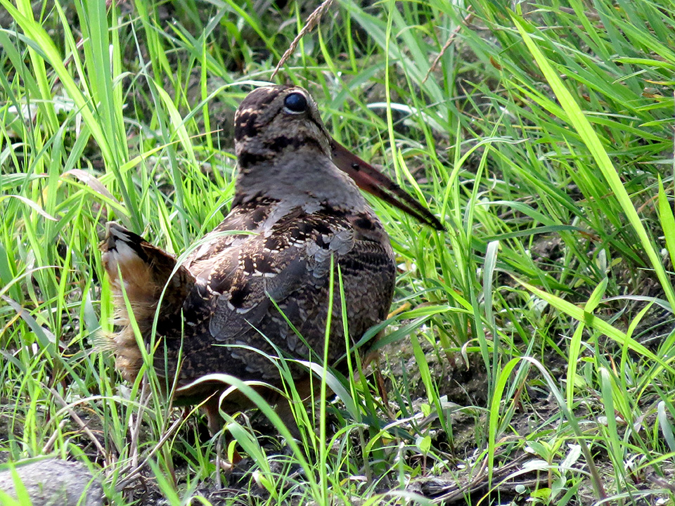 American Woodcock. Light and dark brown bird with large dark eyes and long yellowish beak. Is on ground surrounded by green grass. American Woodcock photographed at Minute Man NHP by Jay Dia