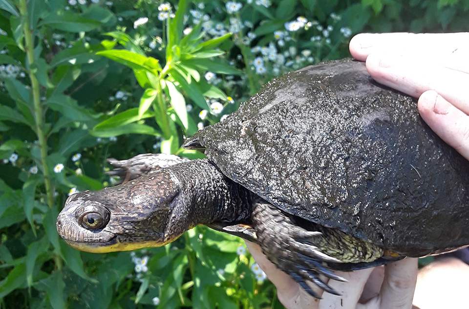 Blanding's_Turtle_MIMA Green and yellow turtle being held by human hand
