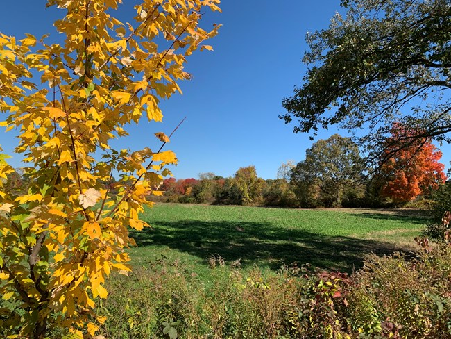 A green farm field bordered by trees with autumn foliage.