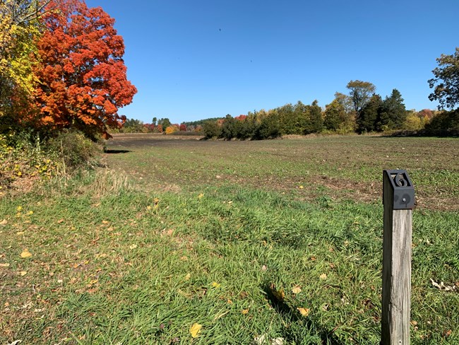 A green farm field surrounded by trees with autumn foliage. In the lower right corner is a wooden post with the number 6.