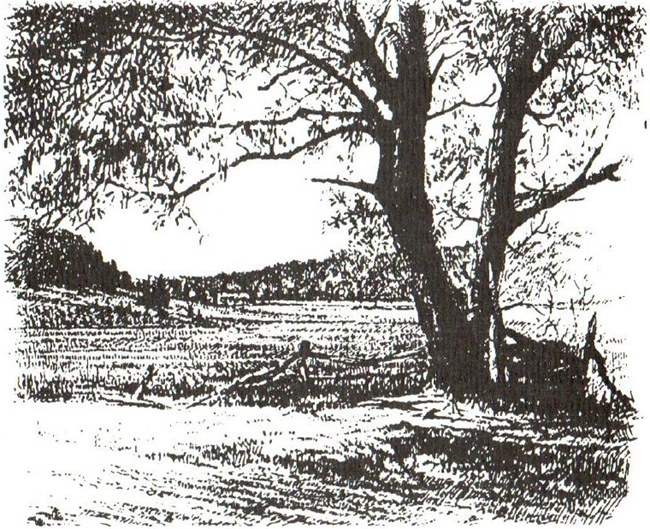 Black and white drawing of a tree with a farm field in the background