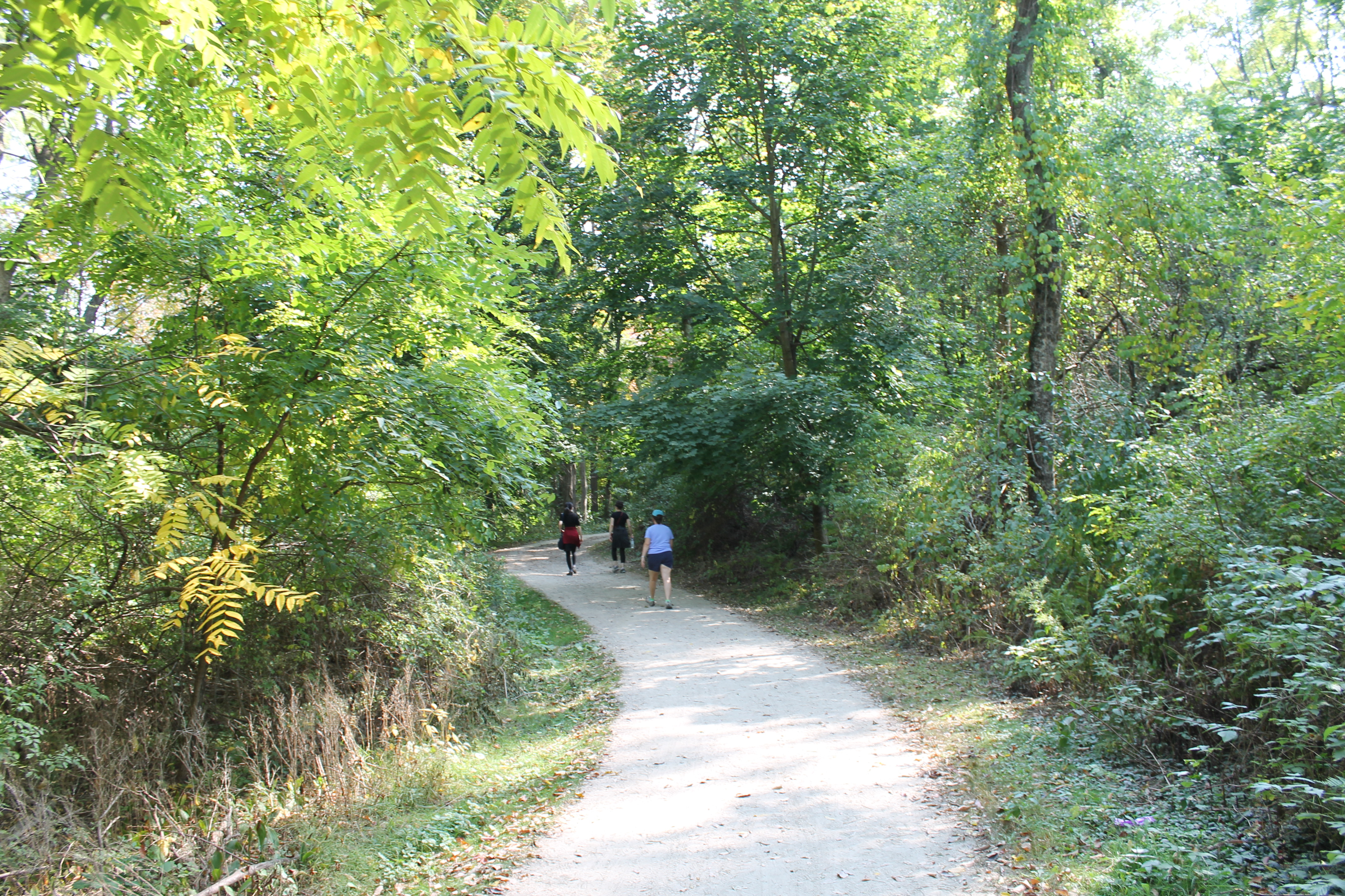 A walking path winds through a green forest