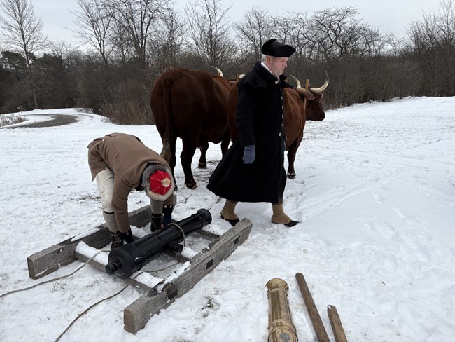 An oxen puls a wooden sled with a cannon lashed to the sled by a man in 18th century clothing.