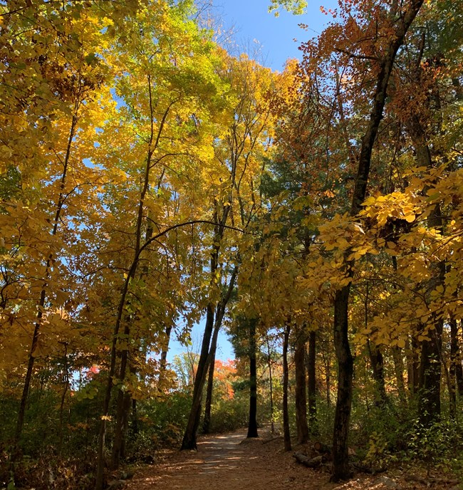 A leaf covered trail surrounded by trees with autumn foliage