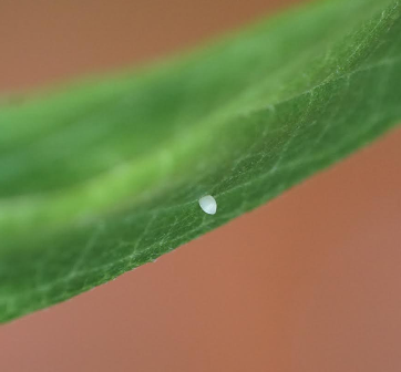 Tiny monarch egg attached to milkweed leaf