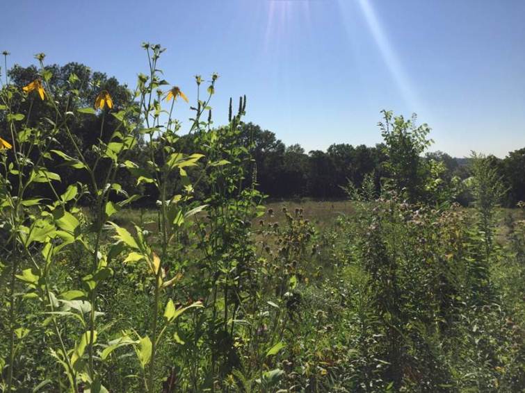 Pollinator plantings at Coldwater Spring