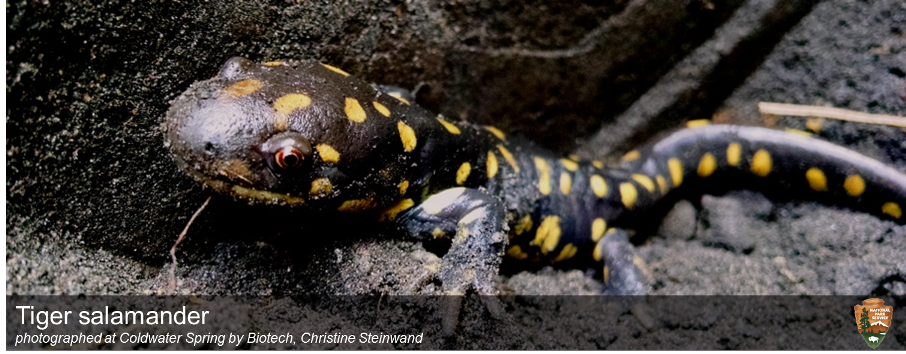 Tiger Salamander at Coldwater Spring