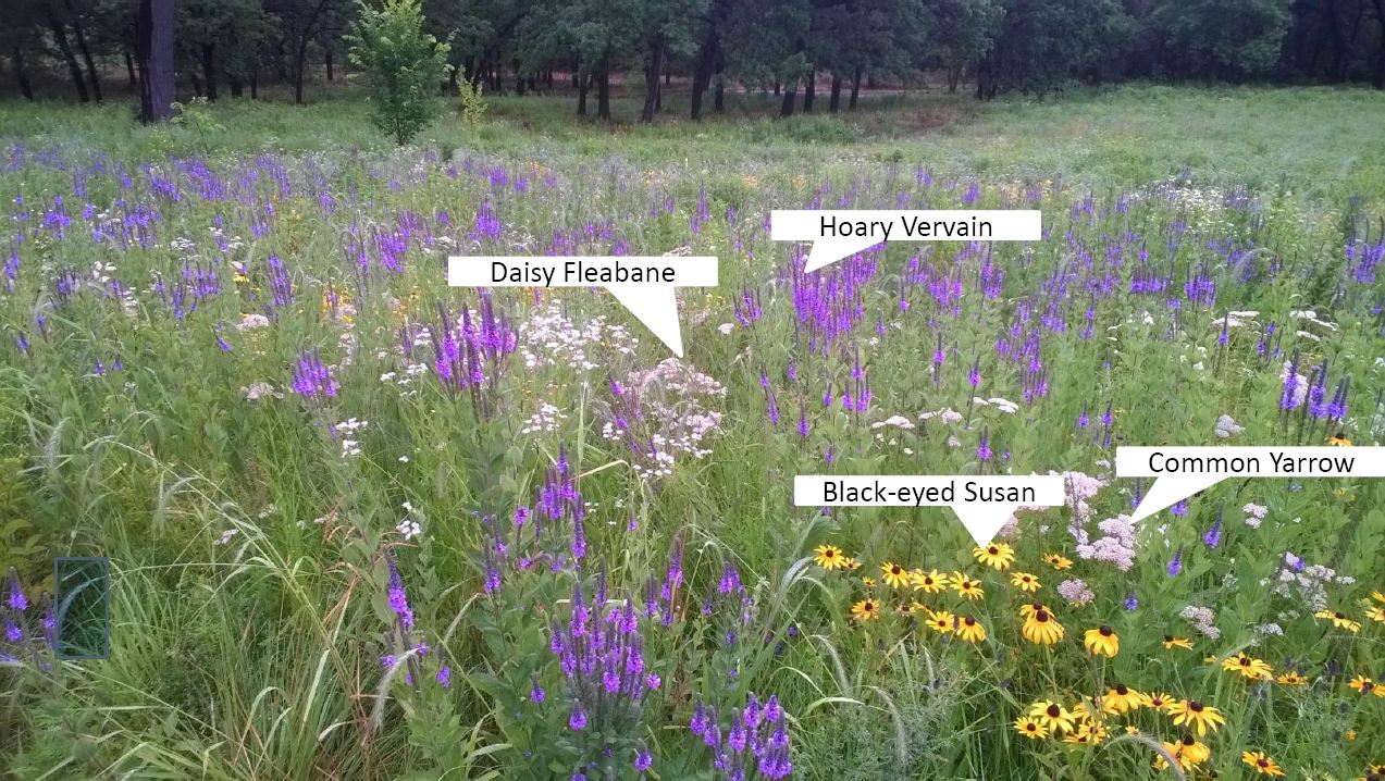 Blooming wildflowers