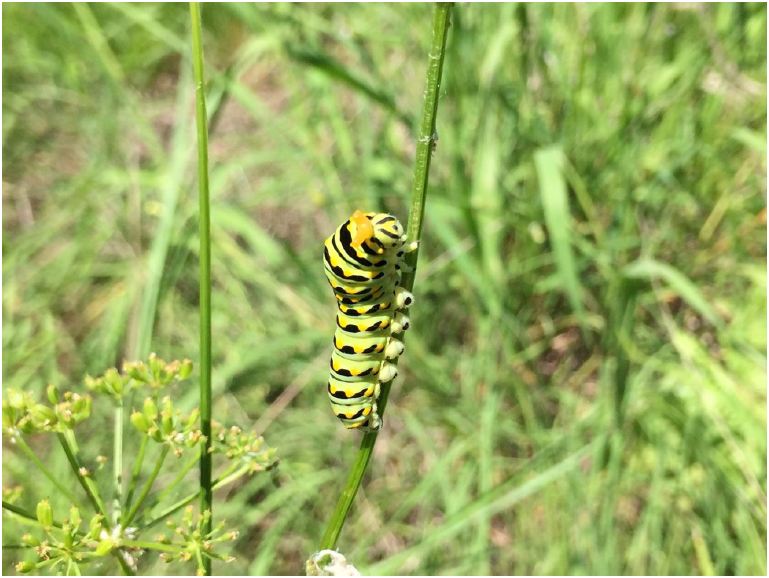 swallowtail caterpillar