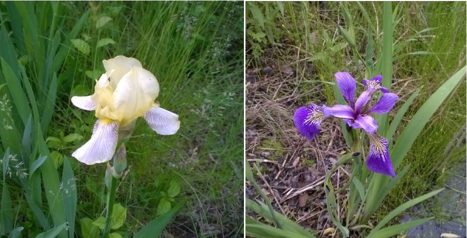 Showy iris flowers